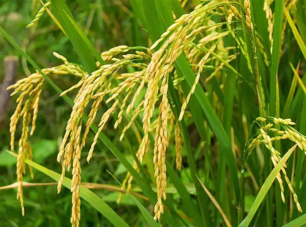 rice-seed.webp