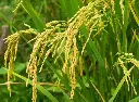 rice-seed.webp