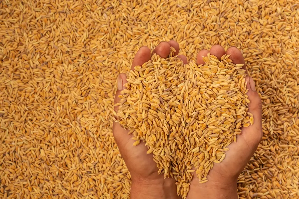 Paddy Seed (धानको बीउ) – 10 Kg